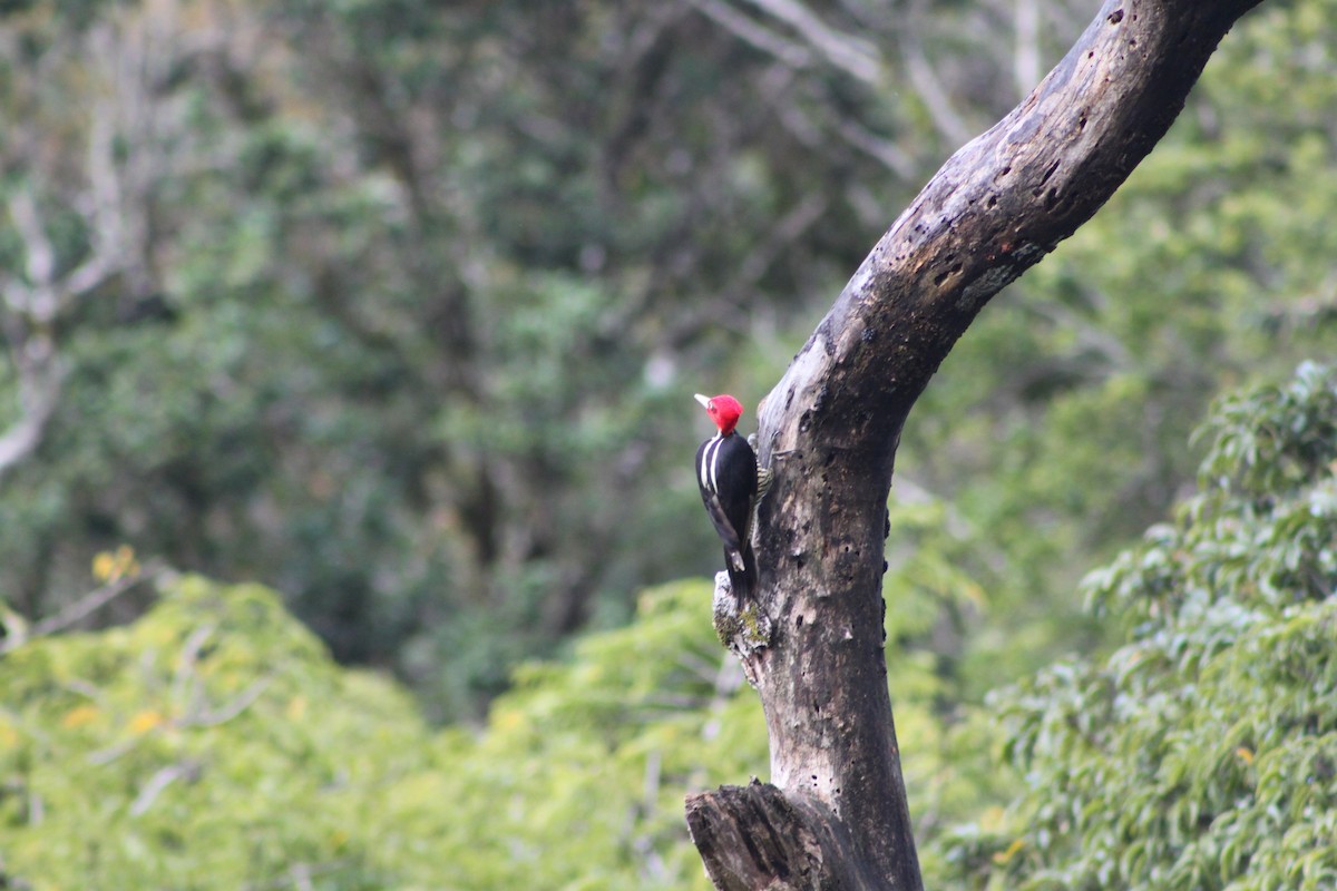 Pale-billed Woodpecker - ML40162561