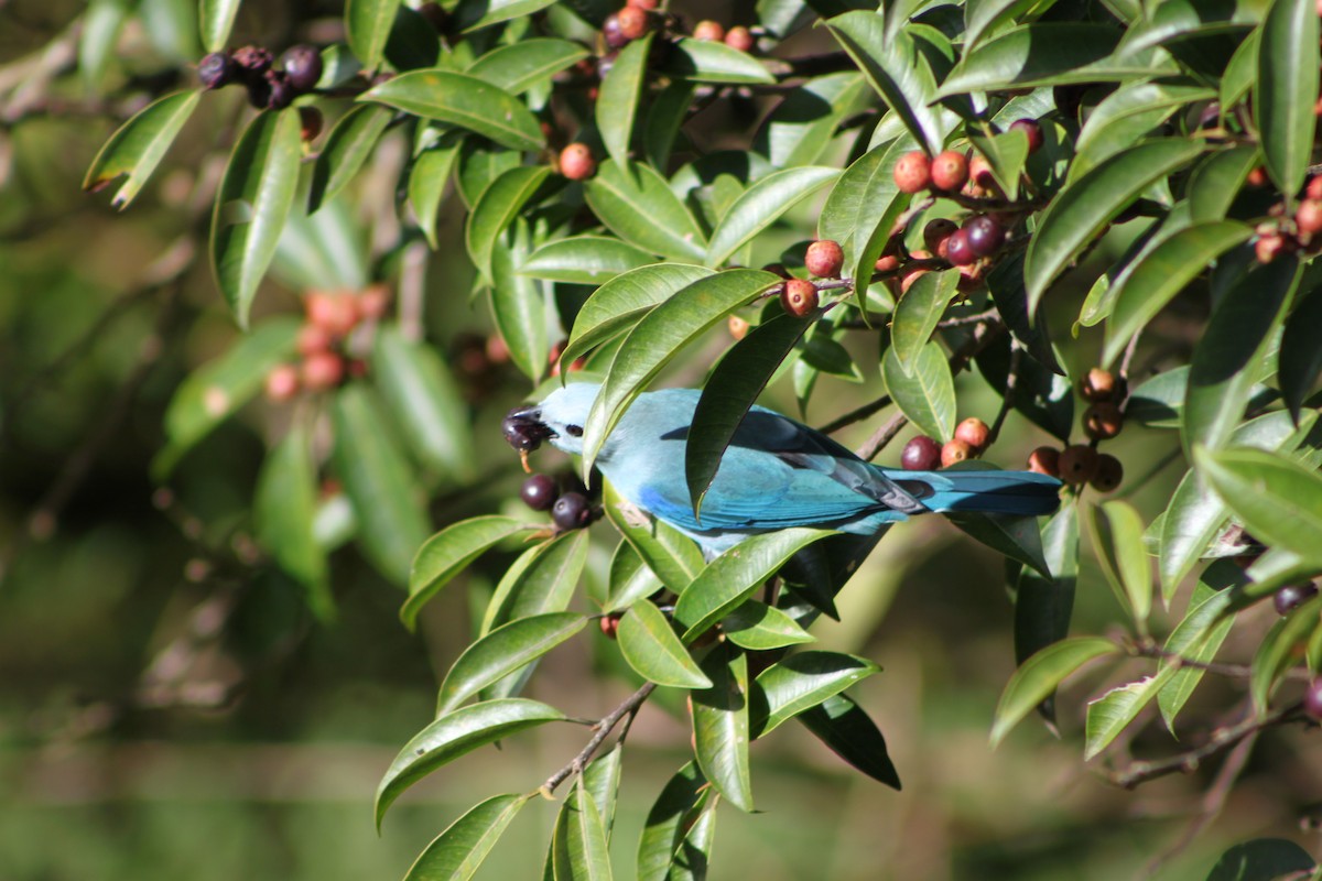 Blue-gray Tanager - ML40162721