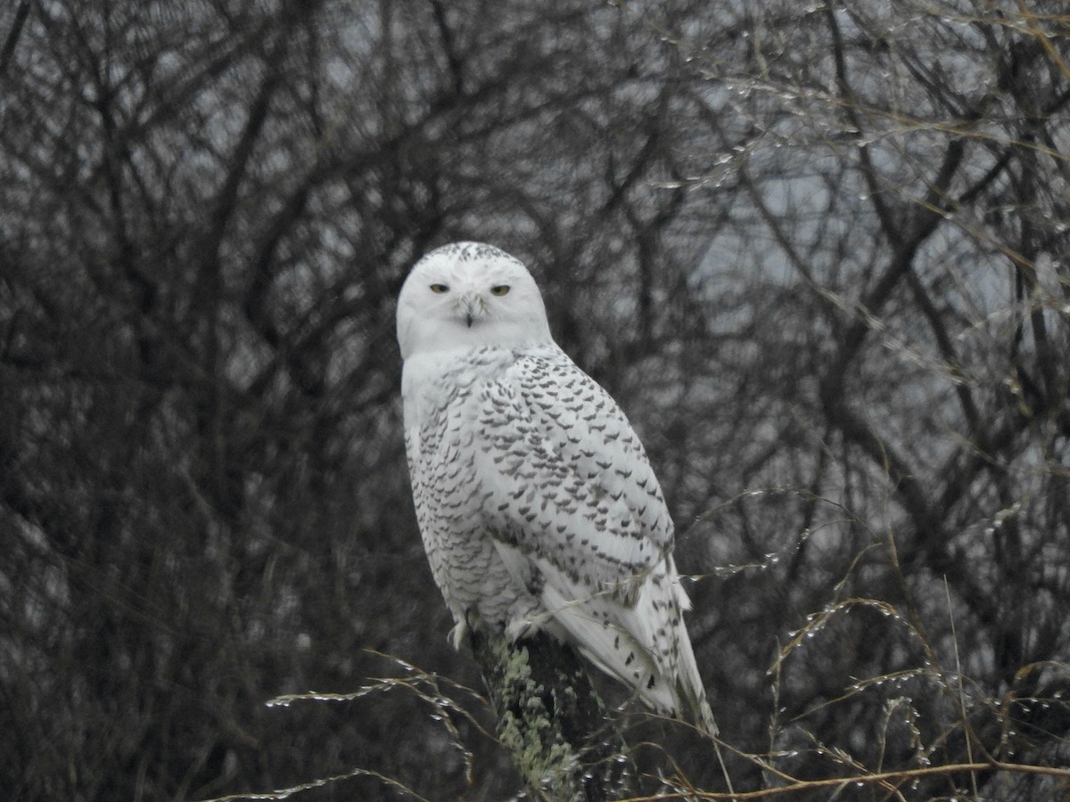 Snowy Owl - ML401627571