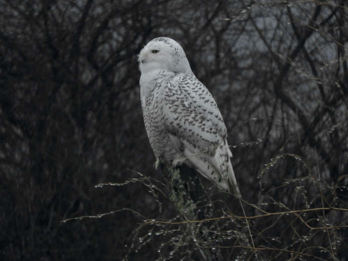 Snowy Owl - John McKay
