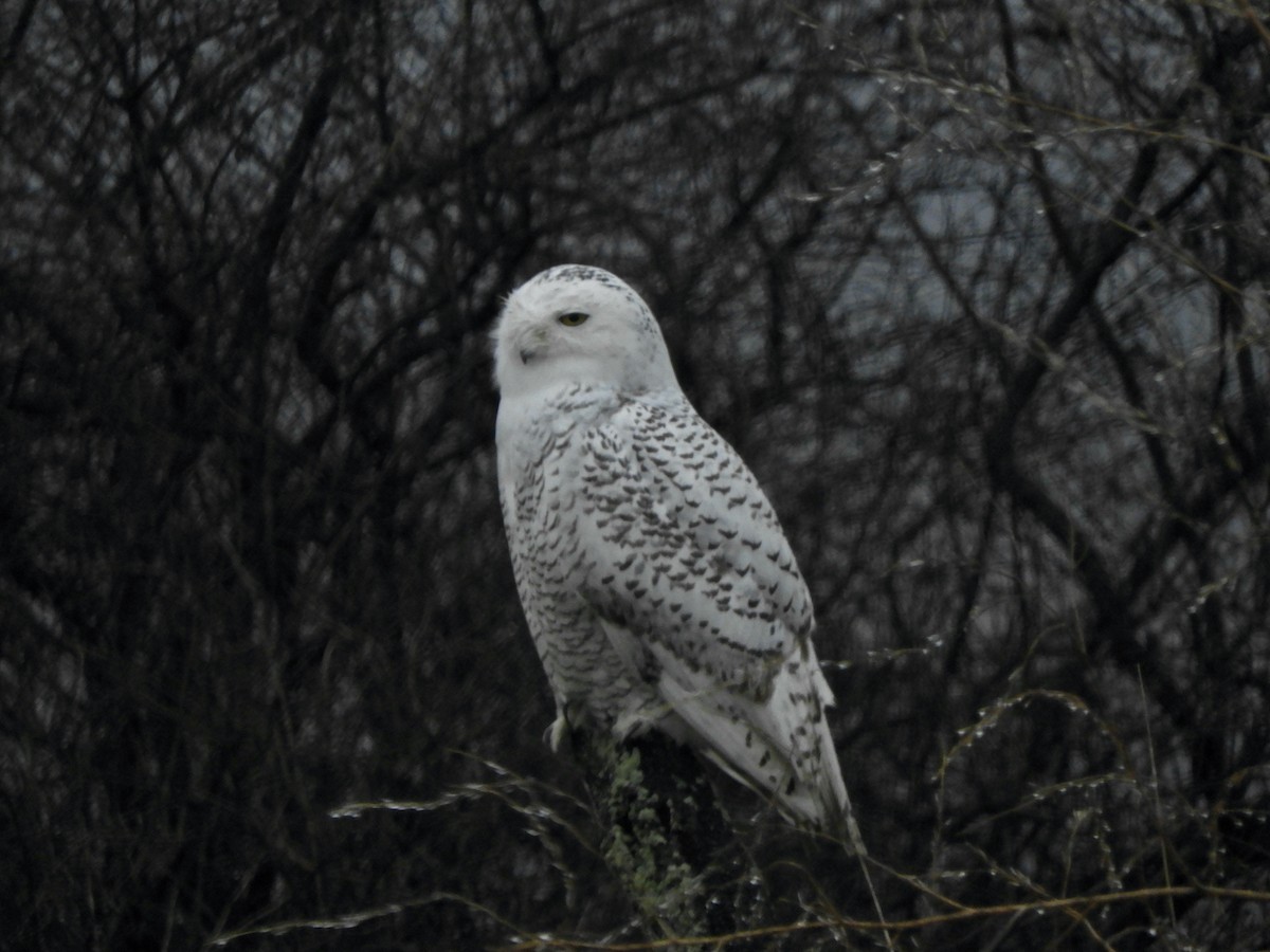 Snowy Owl - ML401627801