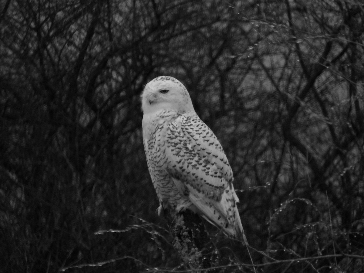 Snowy Owl - ML401628341