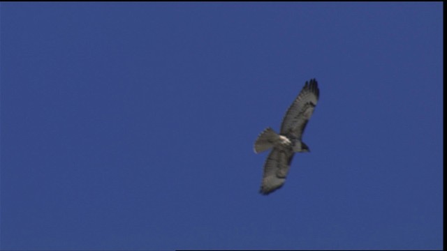 Red-tailed Hawk - ML401633