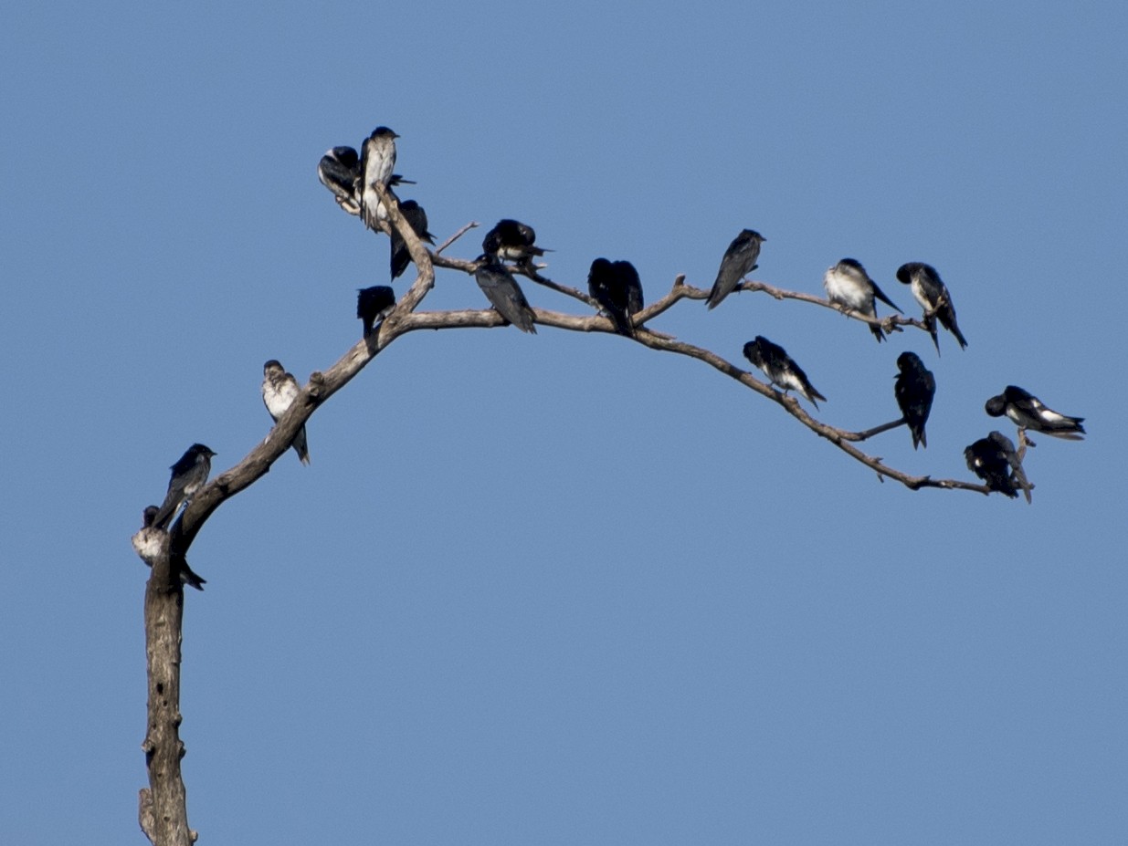 Grey-breasted Martin - eBird