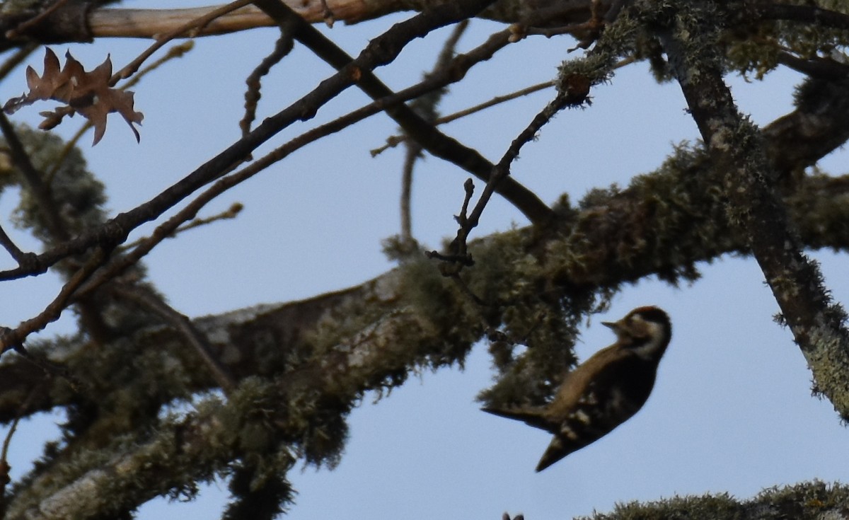Lesser Spotted Woodpecker - ML401639201