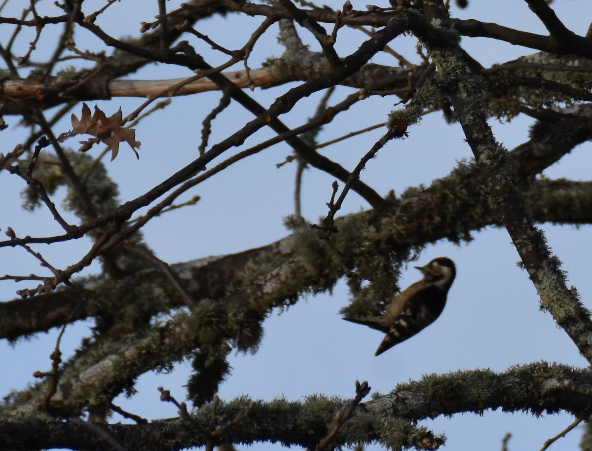 Lesser Spotted Woodpecker - ML401639251