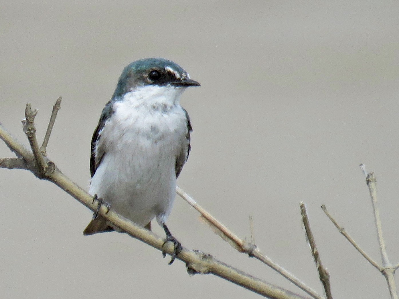 シロオビミドリツバメ Ebird