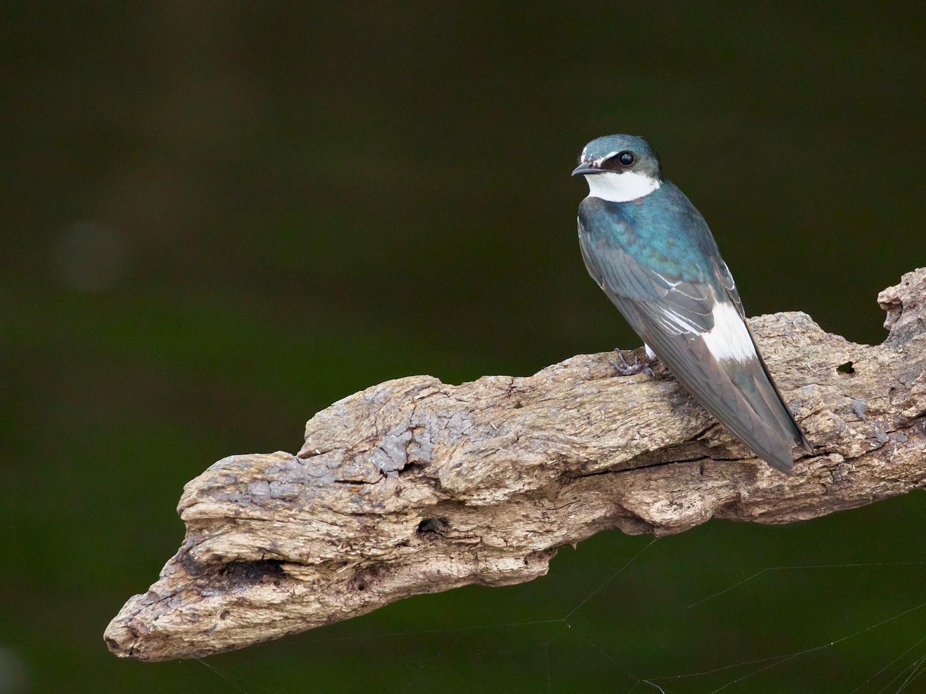 Mangrove Swallow eBird