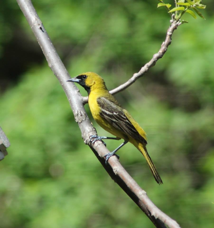 Orchard Oriole - ML40164191