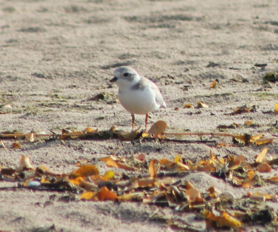Piping Plover - ML40164301