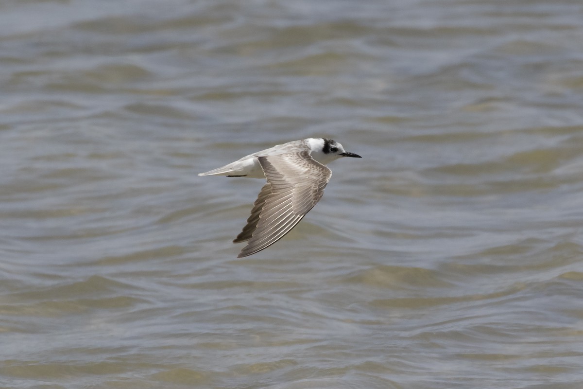 White-winged Tern - David Harper