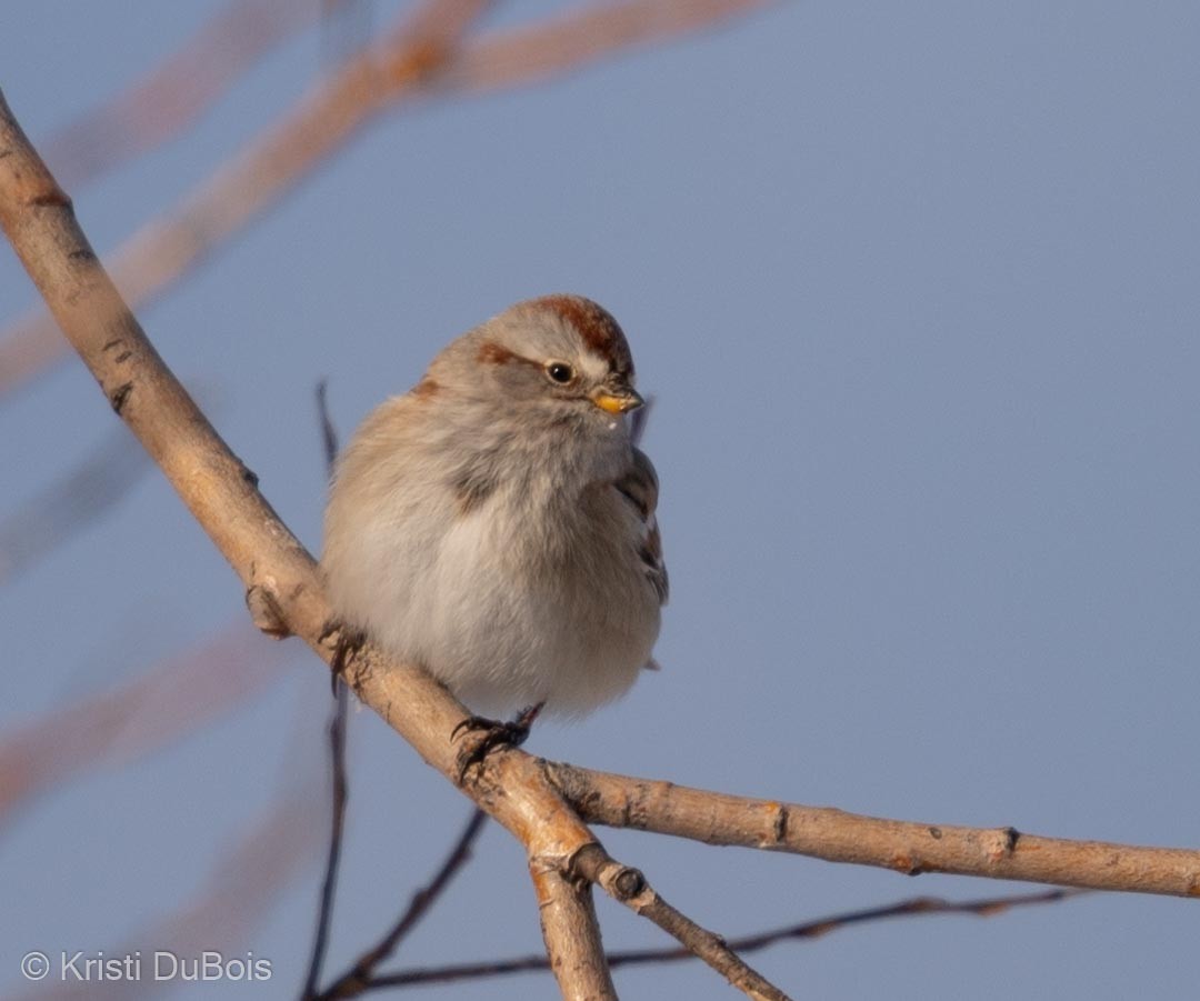 American Tree Sparrow - ML401649081
