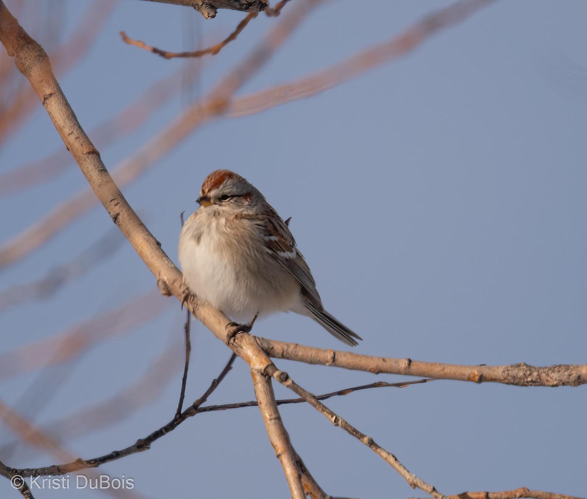American Tree Sparrow - ML401649151
