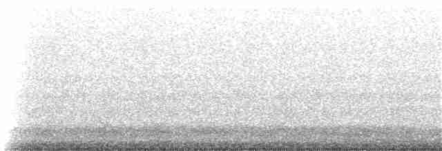 Sittelle à poitrine blanche (carolinensis) - ML40165071