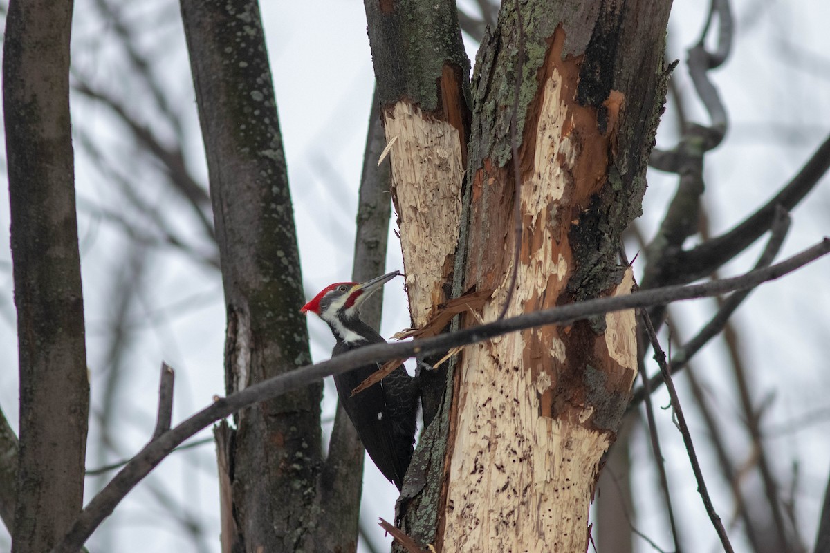 Pileated Woodpecker - ML401653741