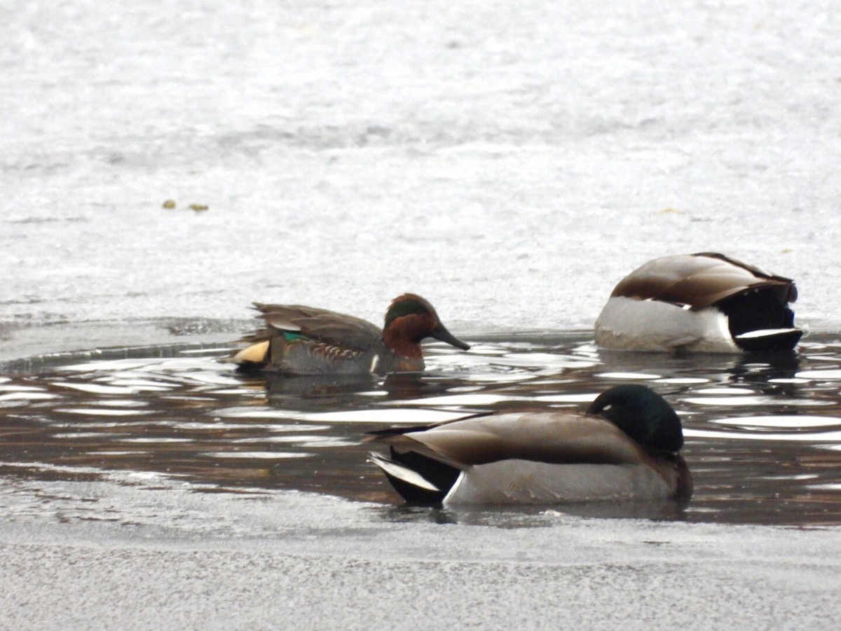 Green-winged Teal - ML401660081