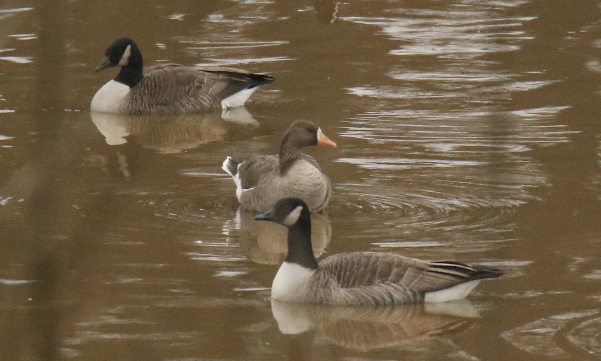 Greater White-fronted Goose - ML401660161