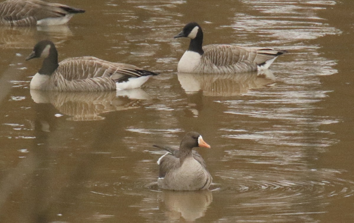 Greater White-fronted Goose - ML401660251