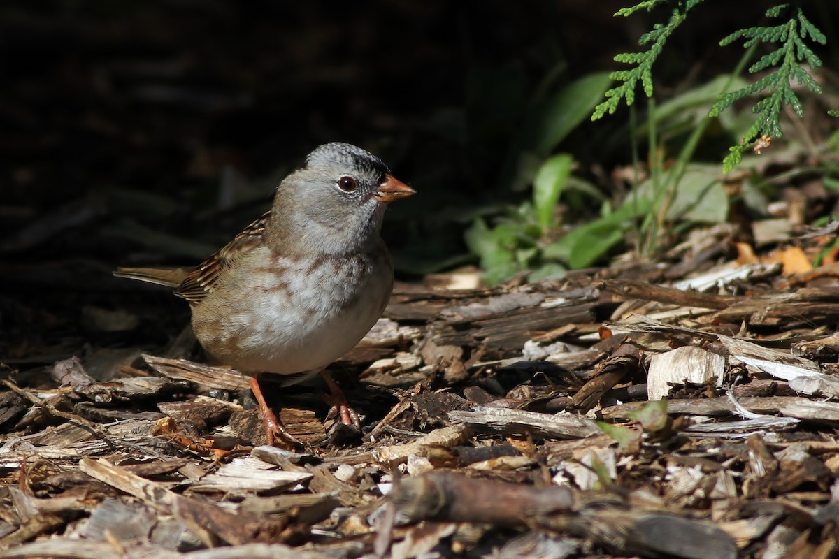 Chingolo Coroniblanco x de Harris (híbrido) - eBird