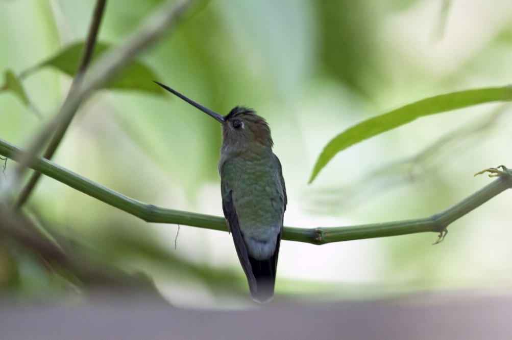 kolibřík zelenočelý - ML40166831