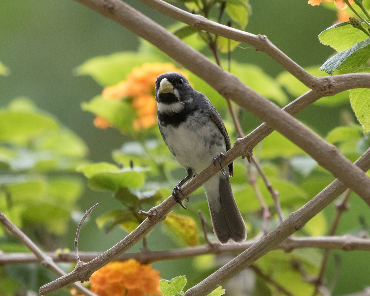 Double-collared Seedeater - ML401668631