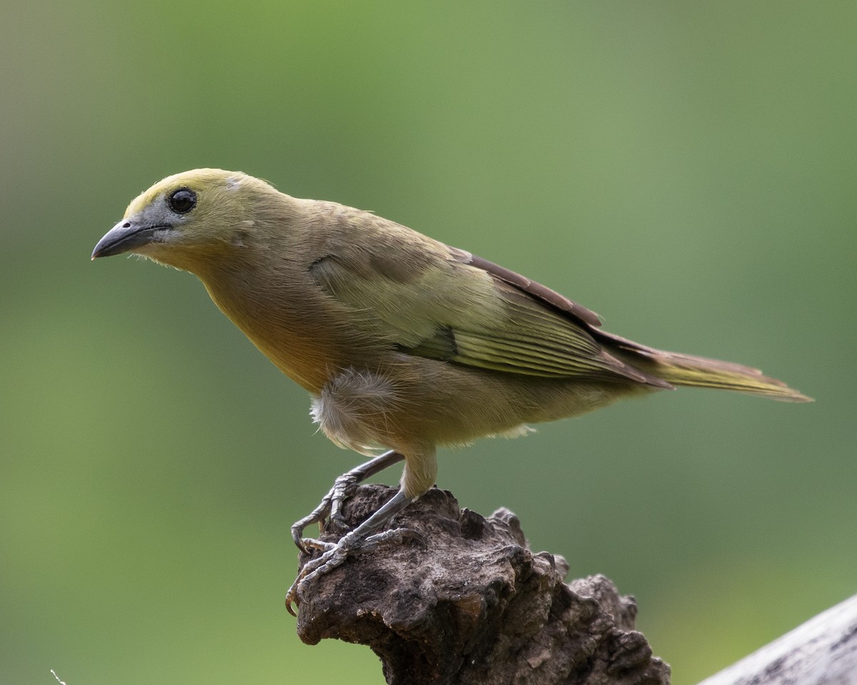 Palm Tanager - ML401668911