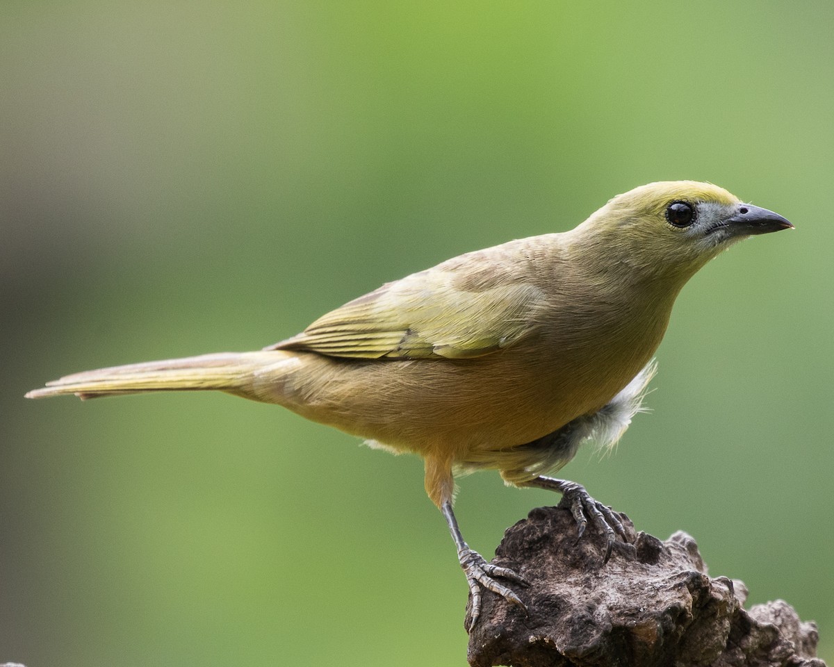 Palm Tanager - ML401668921