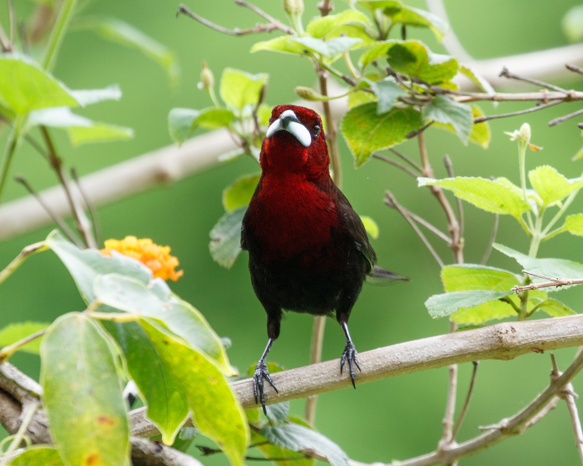 Silver-beaked Tanager - ML401669311