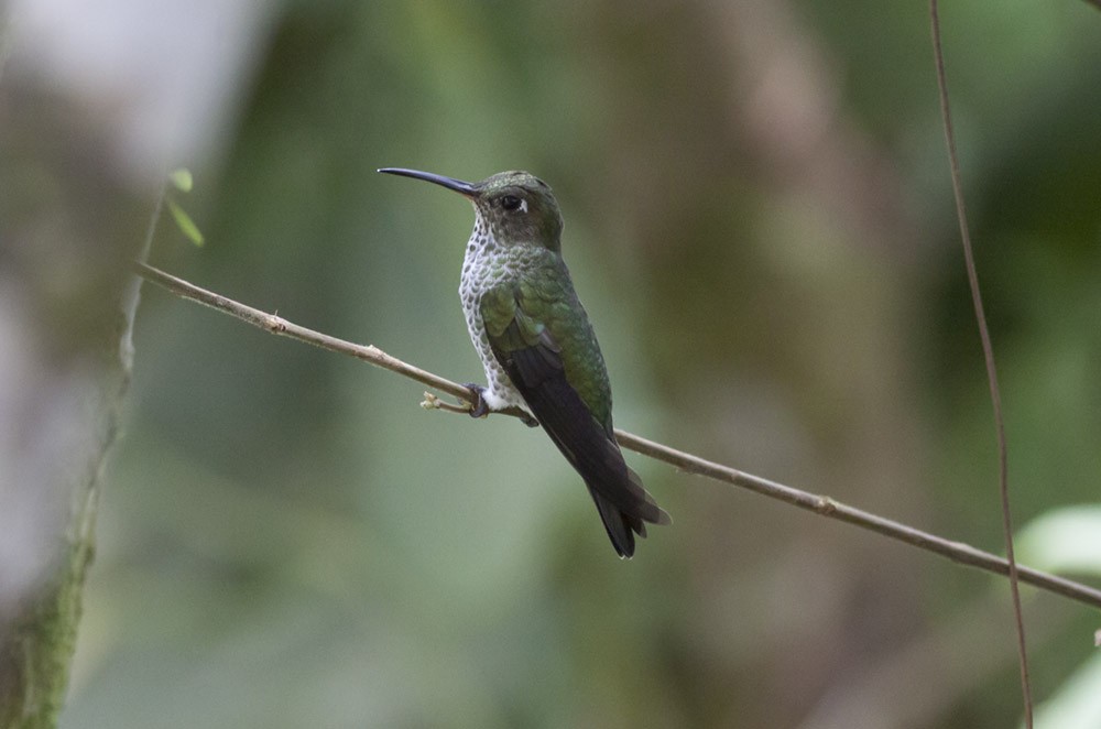 Many-spotted Hummingbird - ML40167331