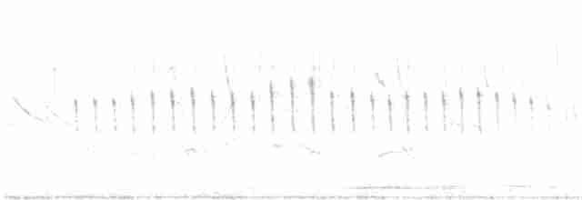 White-crested Tyrannulet (White-bellied) - ML401681201