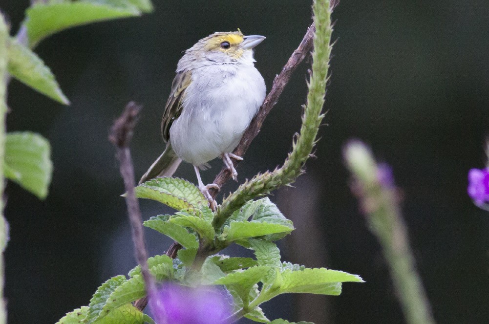 Yellow-browed Sparrow - Michael Todd