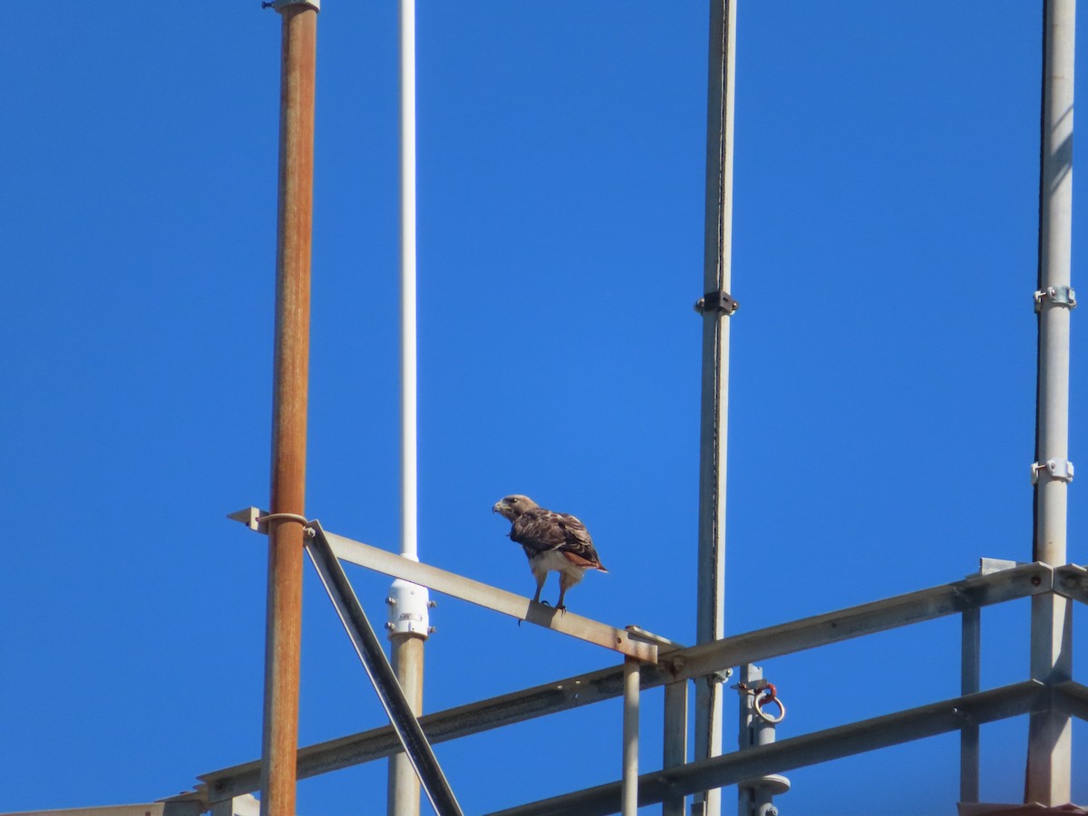 Red-tailed Hawk (jamaicensis) - ML401683381