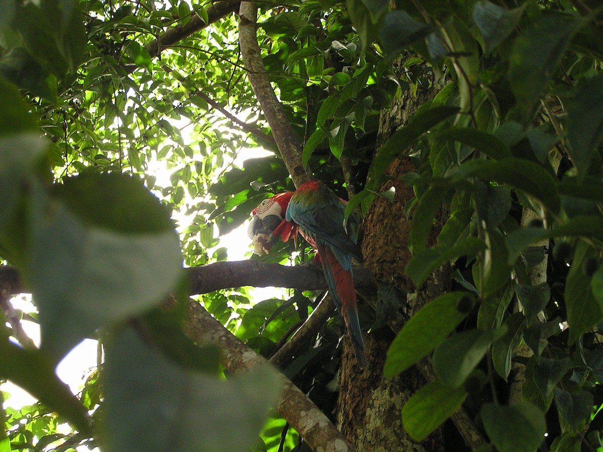 Scarlet Macaw - Kevin  Wheeler
