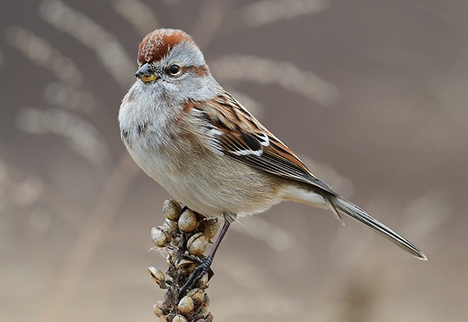 American Tree Sparrow - Frances Greenberg