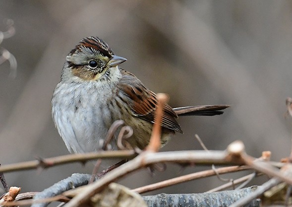 Swamp Sparrow - Frances Greenberg