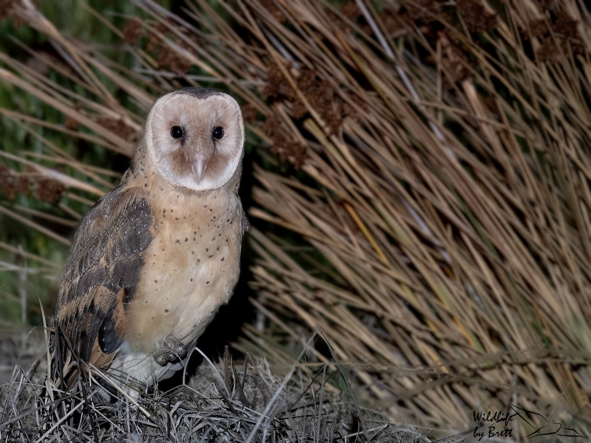 Australasian Grass-Owl - Brett Mezen