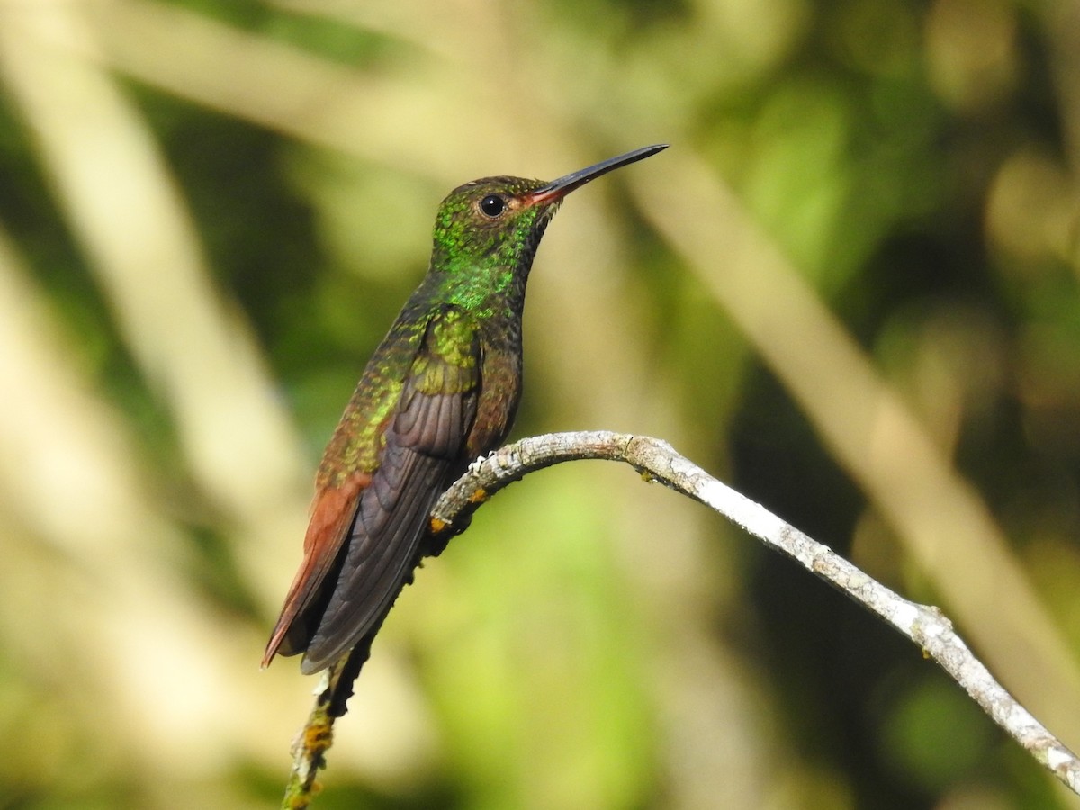 Rufous-tailed Hummingbird - Francisco Dubón
