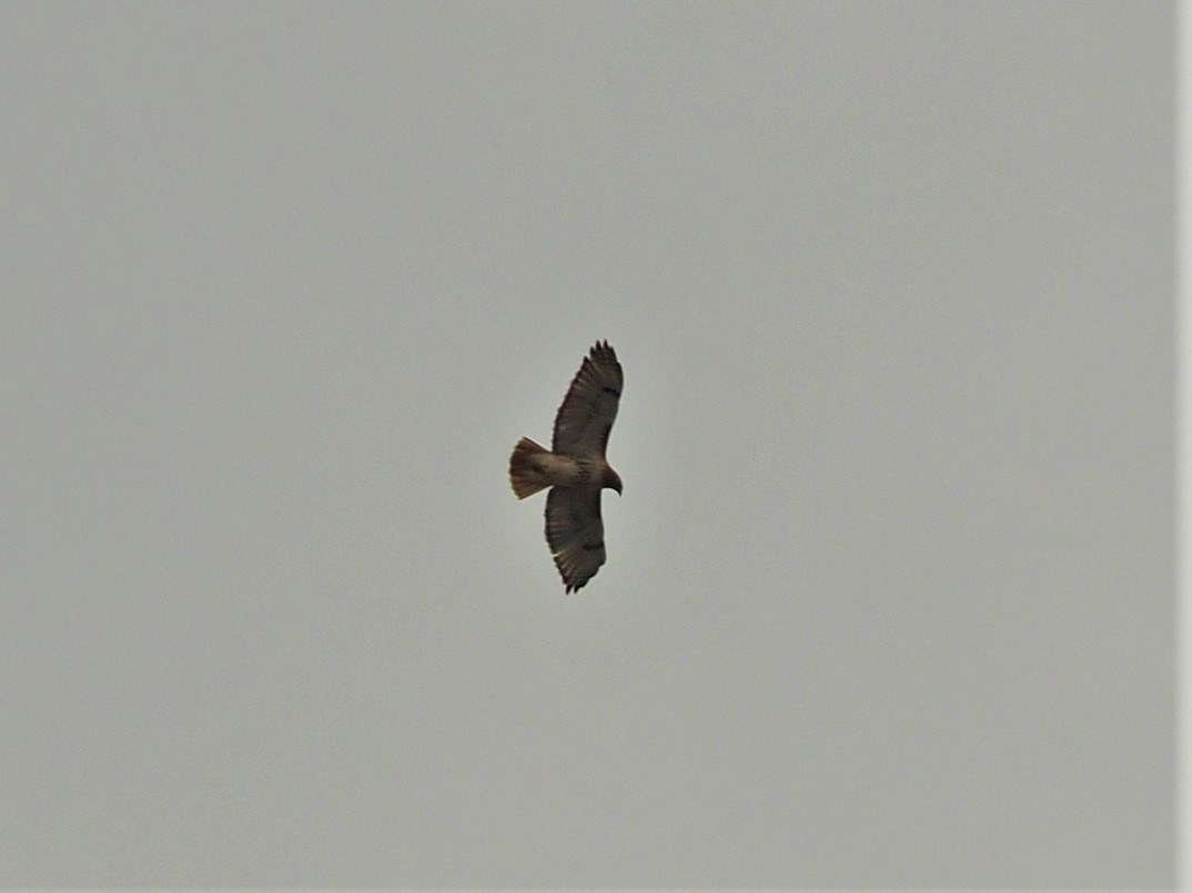 Red-tailed Hawk (borealis) - ML401706731