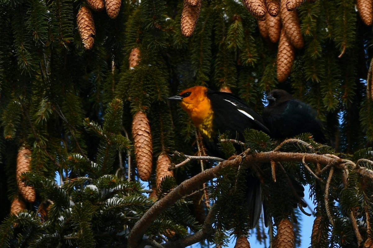 Yellow-headed Blackbird - ML401710351