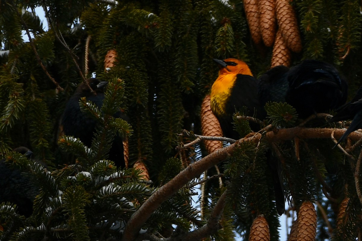 Yellow-headed Blackbird - ML401710361