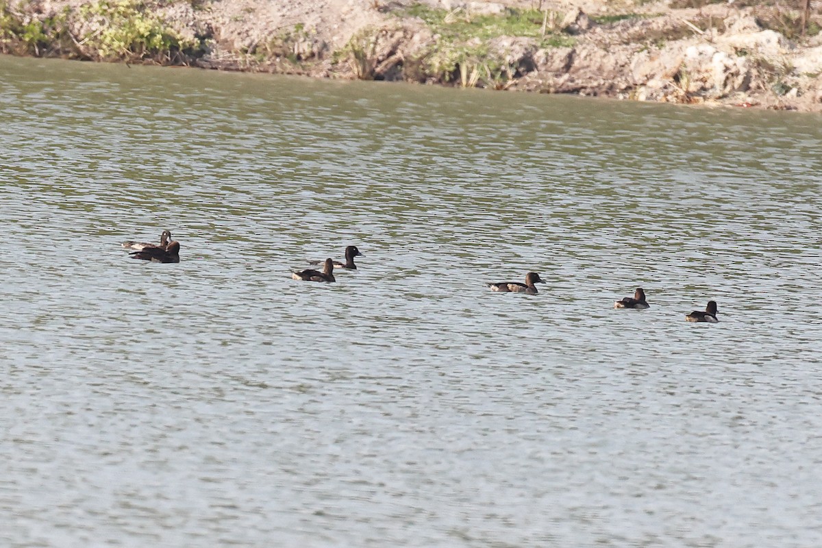 Tufted Duck - ML401713261