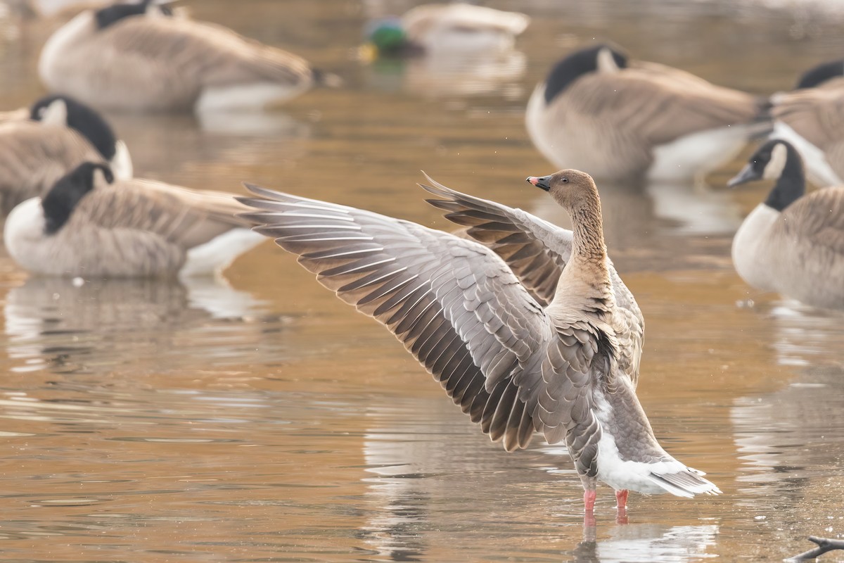 Pink-footed Goose - ML401713341