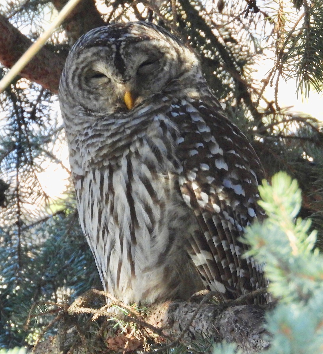 Barred Owl - ML401713831