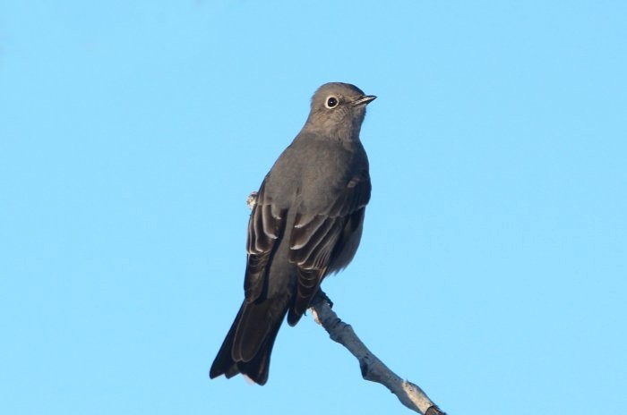 Townsend's Solitaire - ML401714511