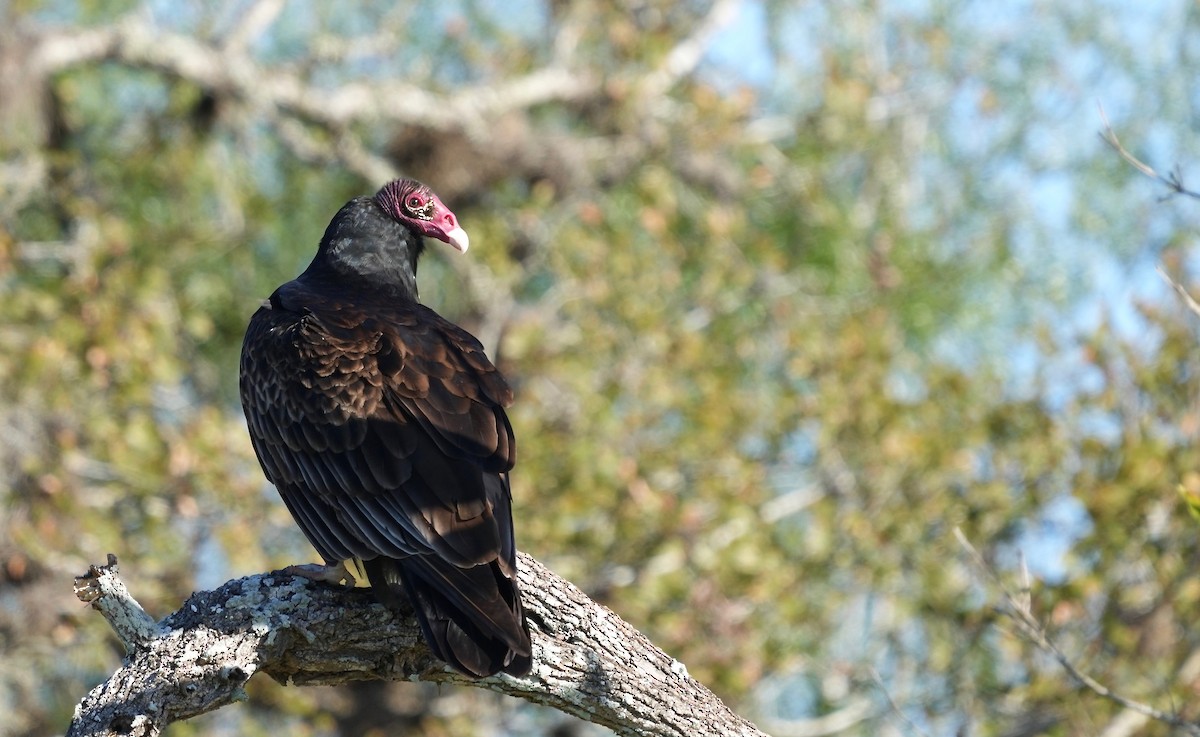 Turkey Vulture - ML401719161