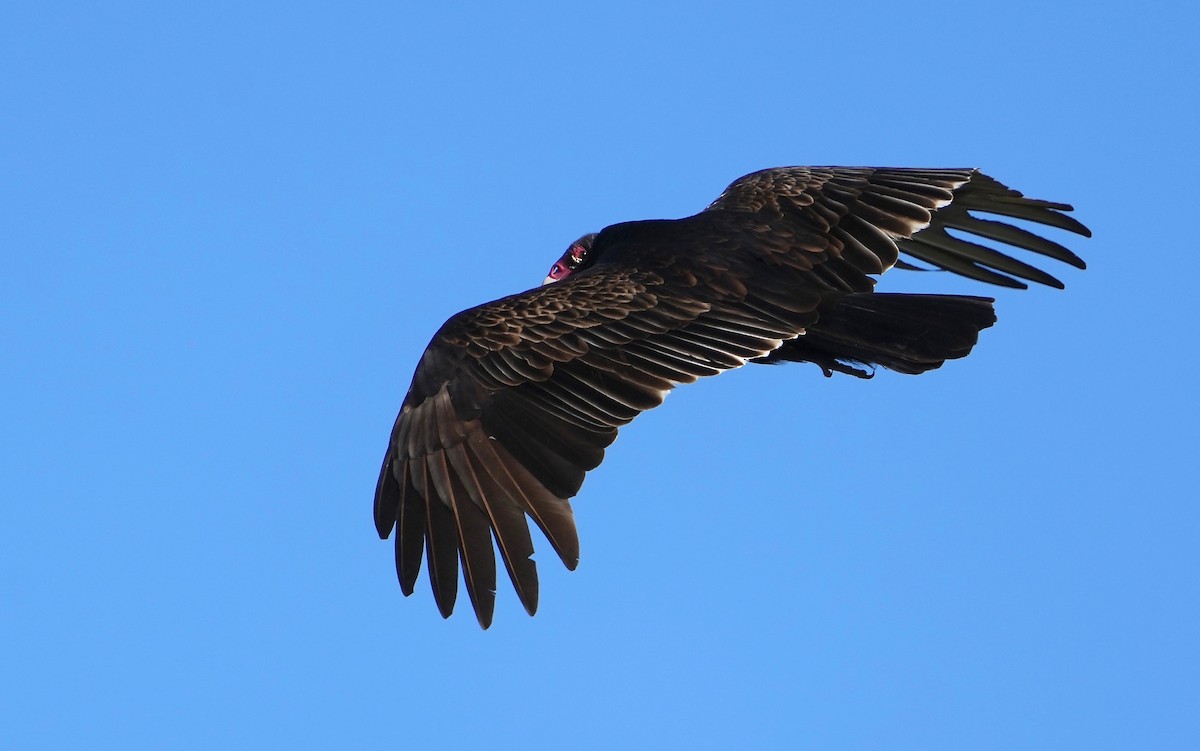 Turkey Vulture - ML401719231