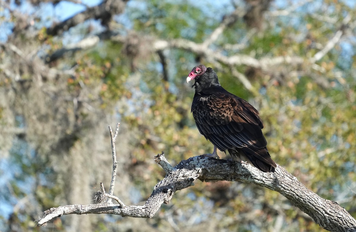 Turkey Vulture - ML401719251