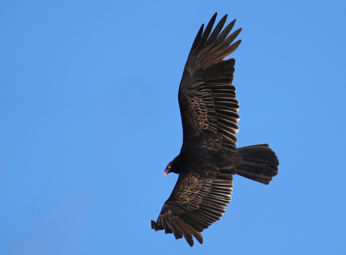 Turkey Vulture - ML401719371