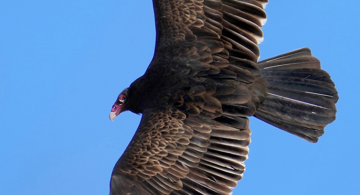 Turkey Vulture - ML401719521