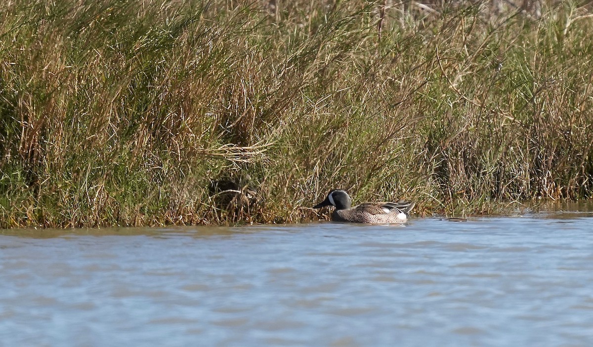 Blue-winged Teal - ML401722741